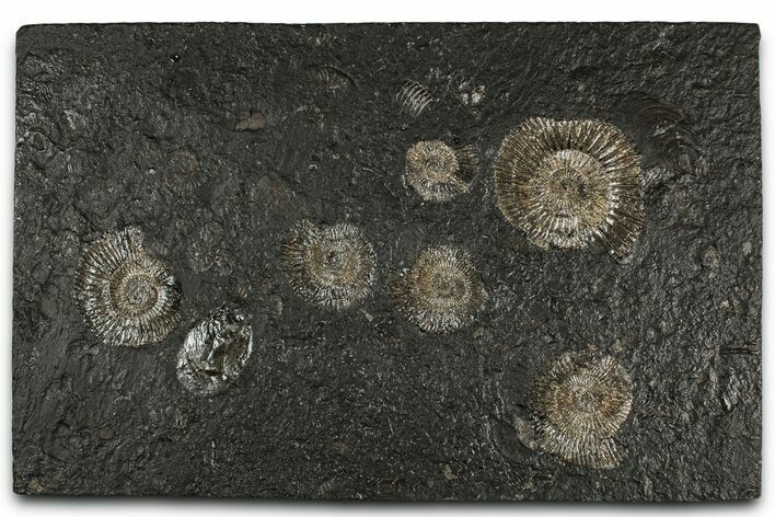 Fossil Ammonite Cluster - Posidonia Shale, Germany #350869